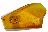 Detailed Fossil Beetle (Coleoptera) In Baltic Amber #109385-3